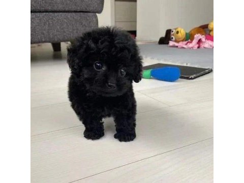 İrk ve sağlık garantili toy poodle yavrularımız