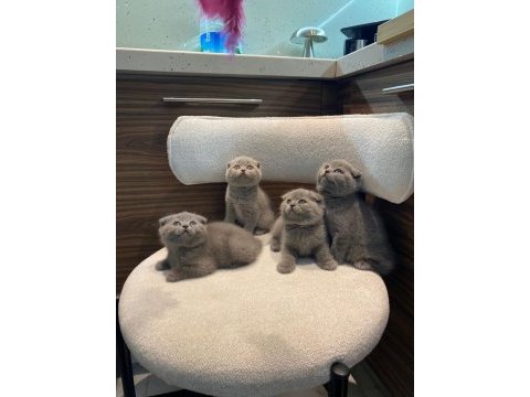 Scottish fold yavrularımız