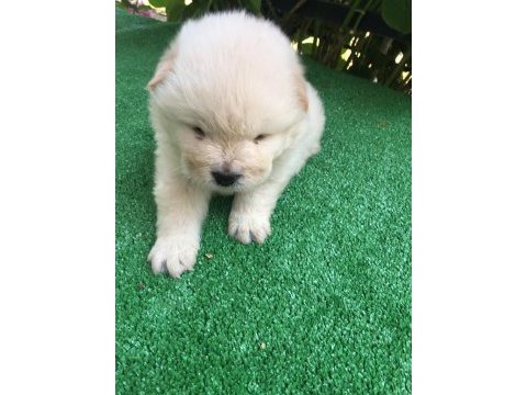 45 günlük chow chow erkek