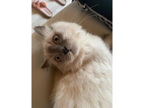 8 aylık british longhair silver cinsi