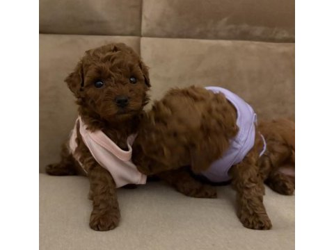 0 numara red poodle yavrularım