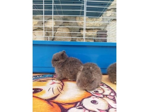 Orjinal cüce yavru tavşanlar