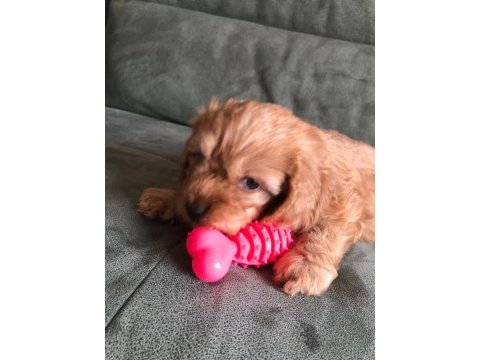 Yavru maltipoo