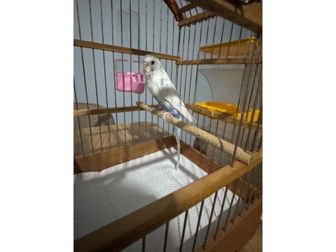 1 yaş eşe hazır spangle muhabbet kuşu