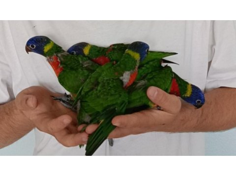 Gökkuşağı lori papağanı el beslemesi