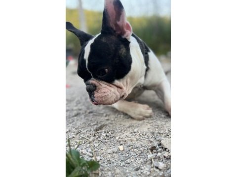 6 aylık erkek fransız bulldog