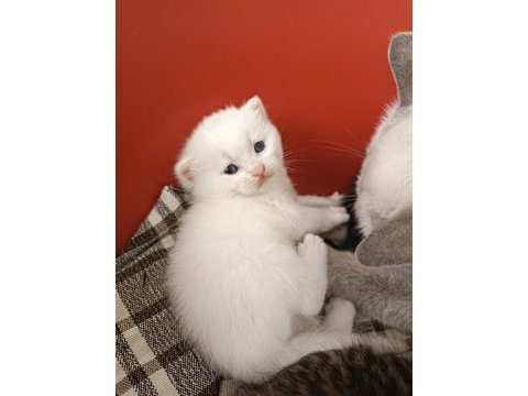 British longhair ve shorthair yavru kediler