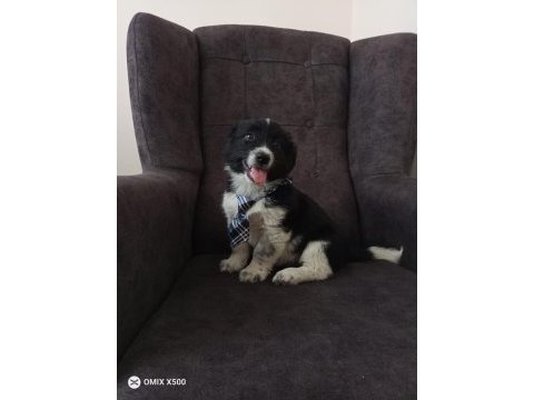 Bayram öncesi acil 2 aylık erkek güzeli border collie