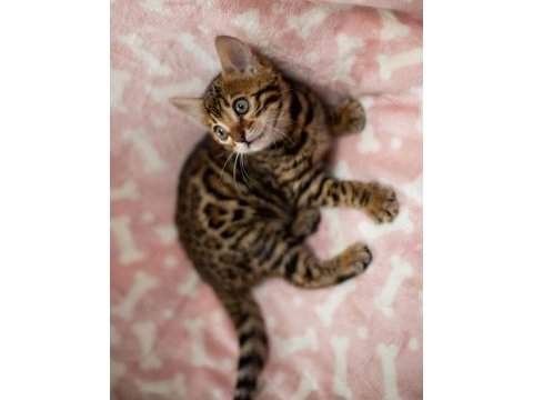 Safkan bengal yavruları ozyfelines