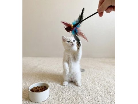 Muhteşem british shorthair silver dişi yavru