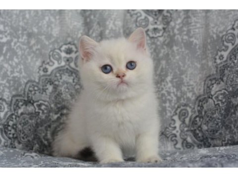 Safkan cana yakın sosyal british shorthair bebekler