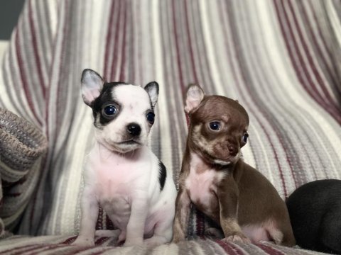 Kilo garantili teacup chihuahua yavruları