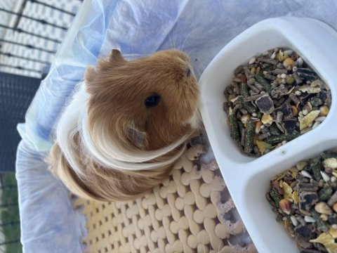 Karamel & latte guinea pig