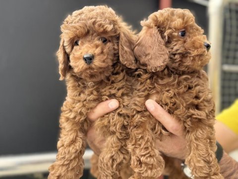 Petmode köpek çiftliğinde ziyarete açık toy poodle