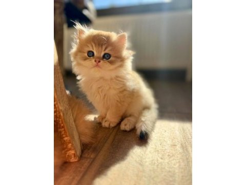 Golden british longhairler yeni ailesini arıyor