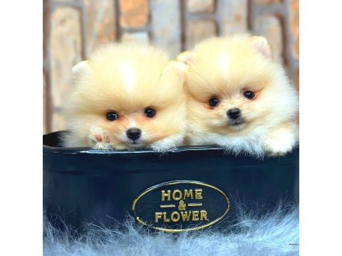 Ayı surat pomeranian boo
