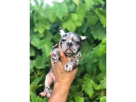 Black merle french dişi bulldog