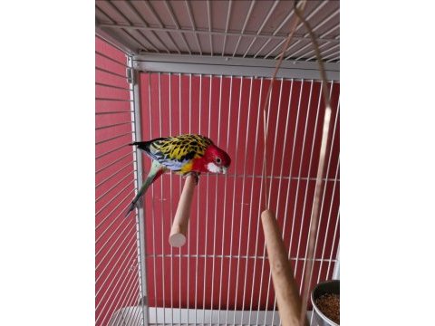 Genç erkek rozella papağanı