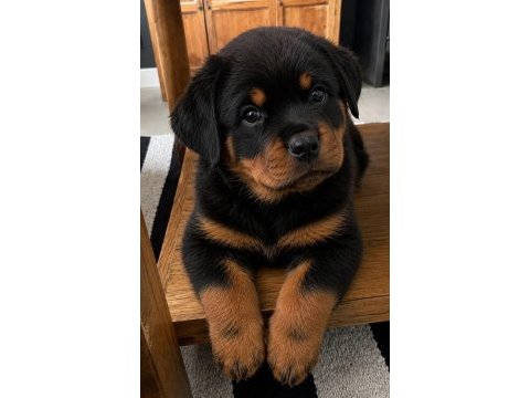 Safkan rottweiler bebeklerimiz