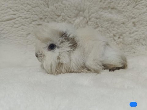 Sevimli guinea pig yavruları