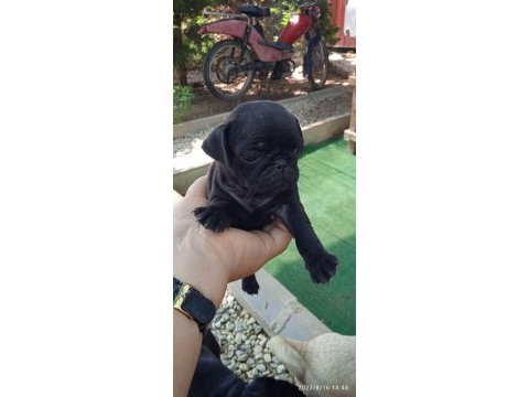 Pug mops yavrular