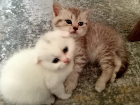 Beyaz british shorthair yavrularım yeni yuvasını arıyor