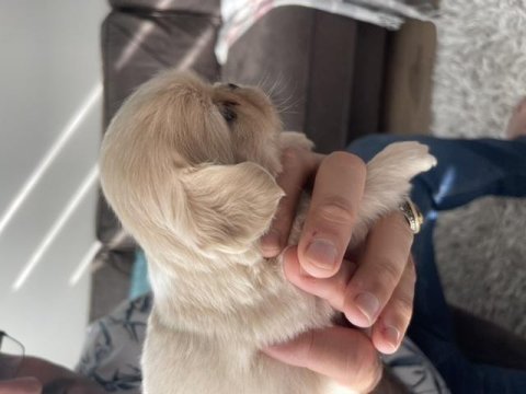 Minik pamuk pekinezler