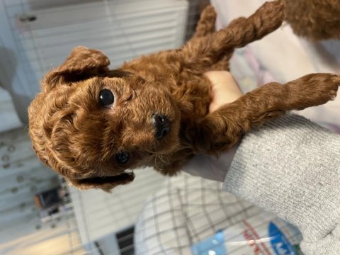 Teacup poodle red brown 2 aylık