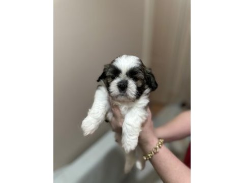 Shih-tzu ev yavrular
