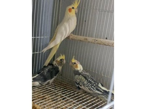 Bebek sultan papağanları