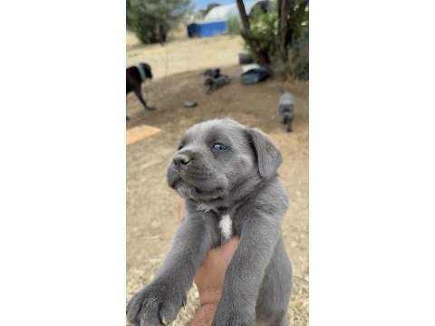 Cane corso yavruları
