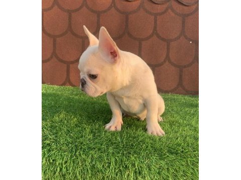 Cream french bulldog