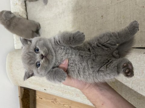 Tatlı surat scottish fold yavrular