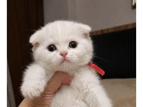Scottısh fold ayı surat yavrularım 