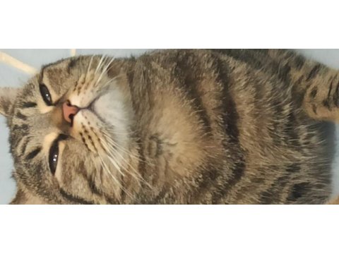 Ücretsiz erkek british shorthair
