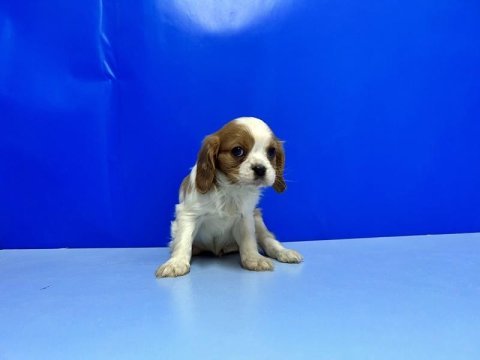 Cavalier king charles yavrusu