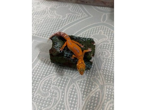 Leopard gecko