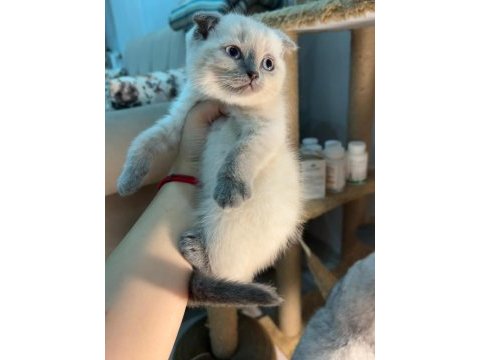 Scottish fold blue point dişi