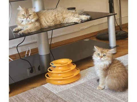 Golden british longhair bebeğimiz