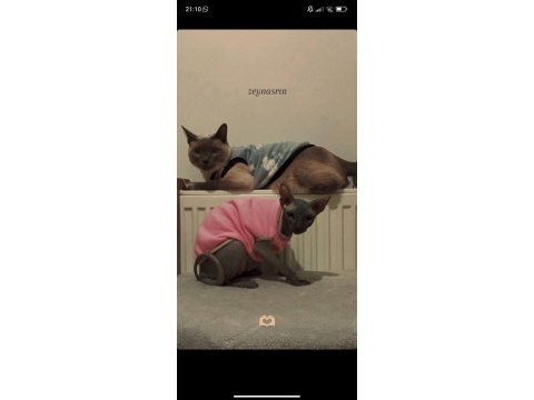 Sfenks kızım için erkek kedi arıyorum