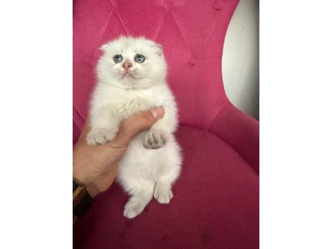 Scottish fold kardeşler