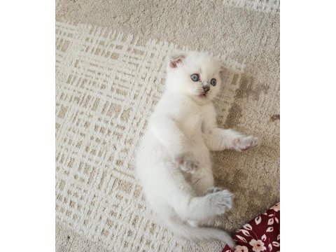 Scottish fold yavrum