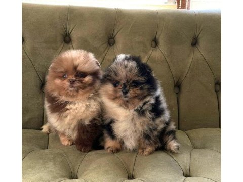 Show kalite pomeranian boo