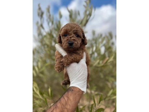 Toy poodle a kalite