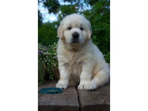 Golden retriever yavrular canlı görerek alabilirsiniz