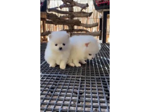 Pomeranian boo antaya pamuk şekerleri