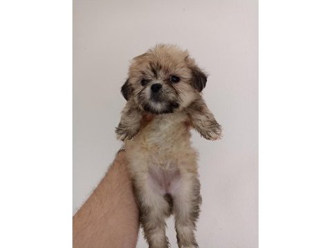 Morkie yavrumuz 1,5 aylık