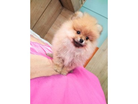 İzmirde ayı surat orjinal pomeranian boo yavruları