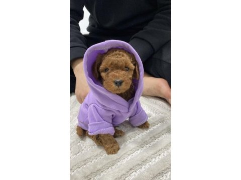 Bebek toy poodle
