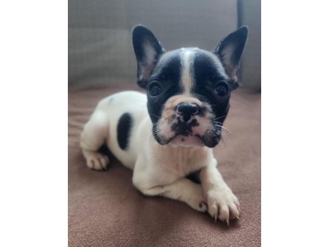 Fransız bulldog yavrular izmirden